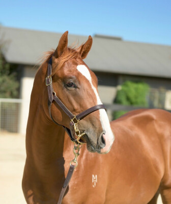 Lot 725: Hanseatic / Purrhaps