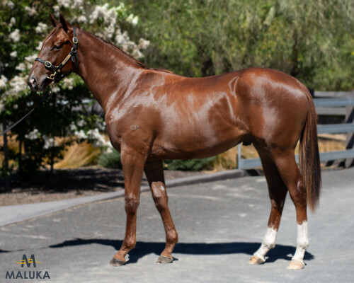 Lot 737: Gold Standard / Royal Illusion