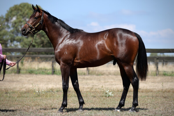 Lot 44: So You Think (NZ) / Argemone