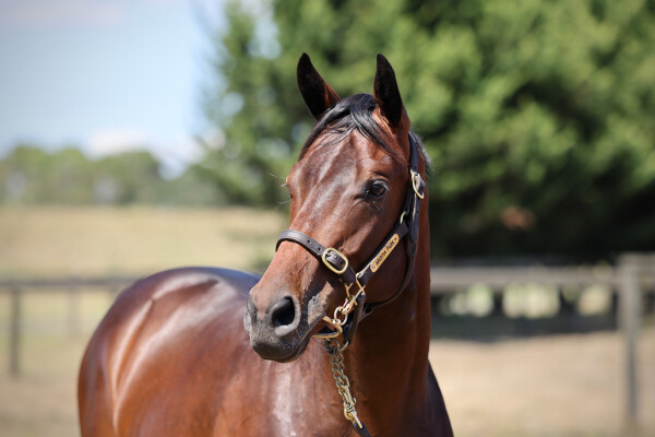 Lot 44: So You Think (NZ) / Argemone