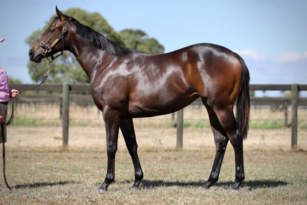 Lot 77: Hanseatic / Bold Arial