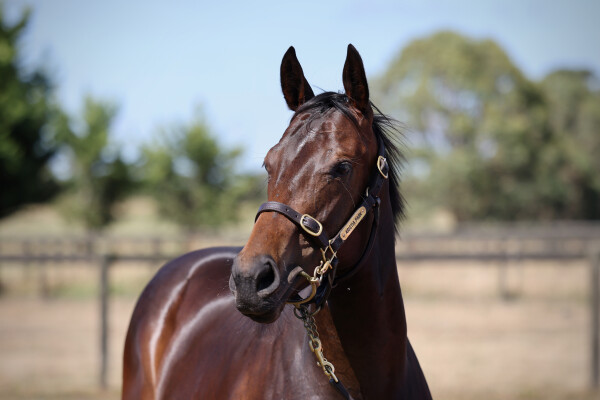 Lot 77: Hanseatic / Bold Arial