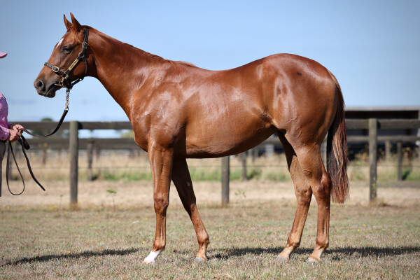 Lot 163: Pinatubo (IRE) / Excellent Magic (GB)