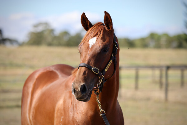 Lot 163: Pinatubo (IRE) / Excellent Magic (GB)