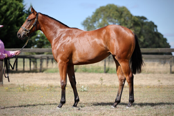 Lot 189: Wootton Bassett (GB) / Glows