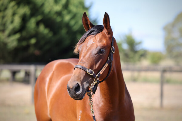 Lot 189: Wootton Bassett (GB) / Glows