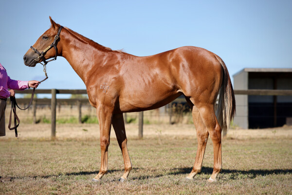 Lot 271: Tiger of Malay / Life on the Wire