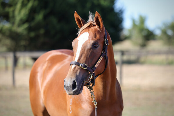 Lot 271: Tiger of Malay / Life on the Wire