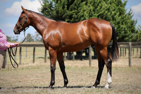 Lot 338: Maurice (JPN) / Moselle Valley (GER)