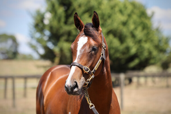 Lot 338: Maurice (JPN) / Moselle Valley (GER)