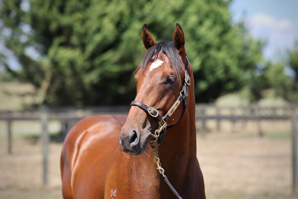 Lot 372: Pierro / Pass the Parcel