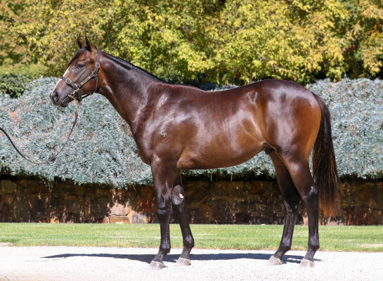 Lot 113: Hanseatic / Costa Viva