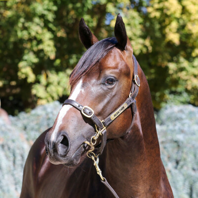 Lot 113: Hanseatic / Costa Viva