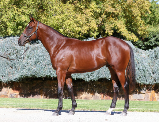 Lot 197: Toronado (IRE) / Hardly Surprising