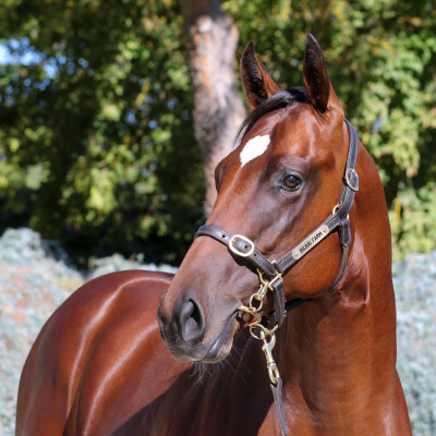 Lot 197: Toronado (IRE) / Hardly Surprising