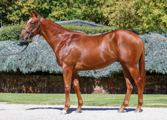 Lot 205: Pinatubo (IRE) / Holy Cow