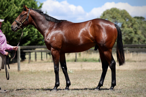 Lot 683: Portland Sky / Loyal Hero