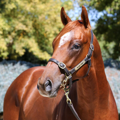 Lot 205: Pinatubo (IRE) / Holy Cow