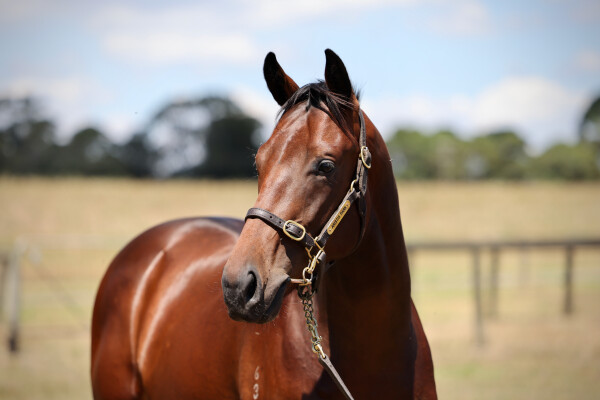 Lot 683: Portland Sky / Loyal Hero