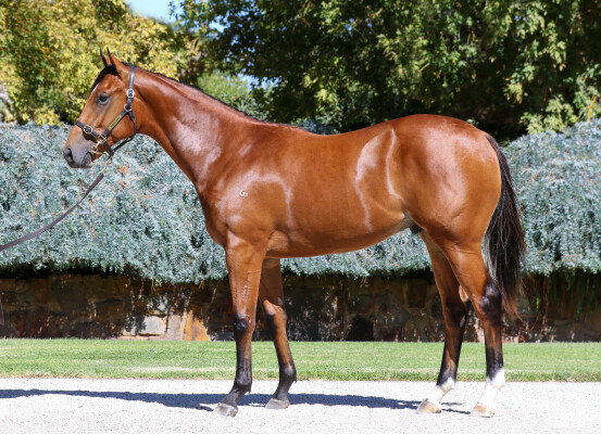 Lot 253: Farnan / Kozakov