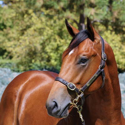 Lot 253: Farnan / Kozakov