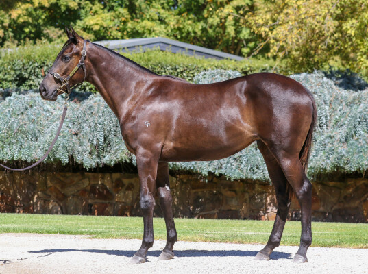 Lot 308: Tagaloa / Matchmaker (NZ)