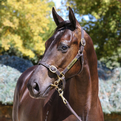 Lot 308: Tagaloa / Matchmaker (NZ)