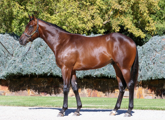 Lot 322: Toronado (IRE) / Miss Conduct