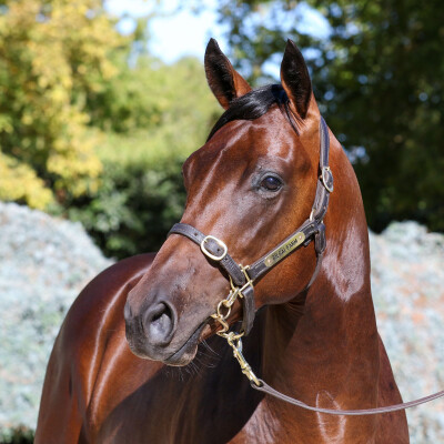Lot 322: Toronado (IRE) / Miss Conduct