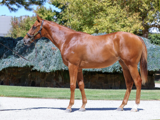 Lot 341: Ole Kirk / Music Bay