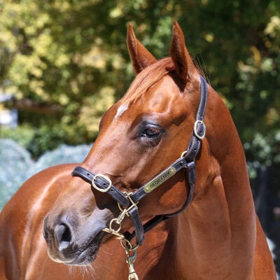 Lot 341: Ole Kirk / Music Bay