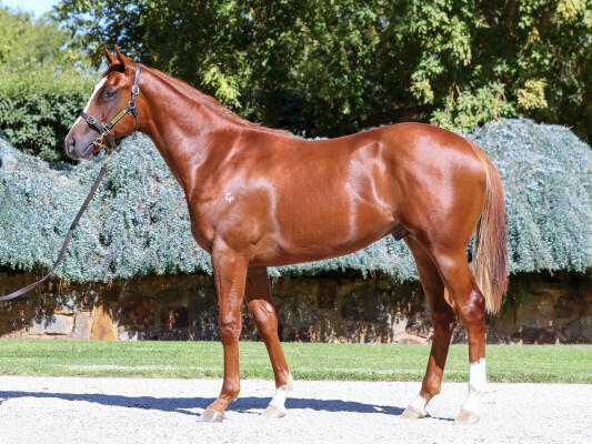 Lot 449: Toronado (IRE) / Segosha