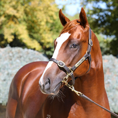 Lot 449: Toronado (IRE) / Segosha
