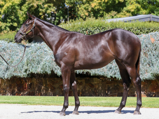 Lot 455: Ole Kirk / She Shao Fly