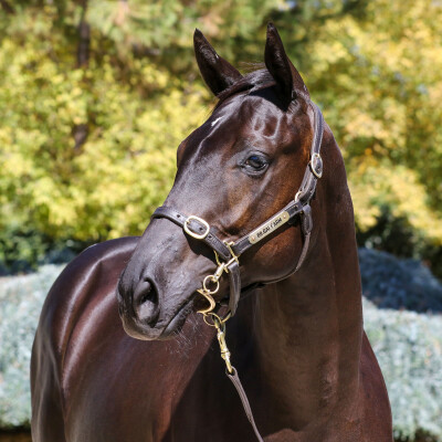 Lot 455: Ole Kirk / She Shao Fly