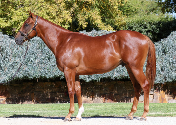 Lot 462: Star Turn / Shy Talk