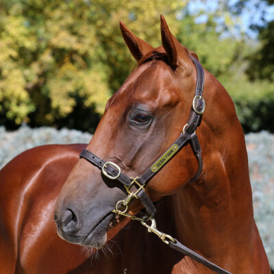 Lot 462: Star Turn / Shy Talk