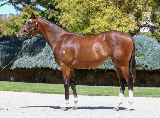 Lot 504: Russian Camelot (IRE) / Summerbliss