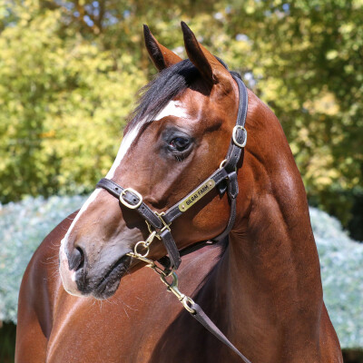 Lot 504: Russian Camelot (IRE) / Summerbliss