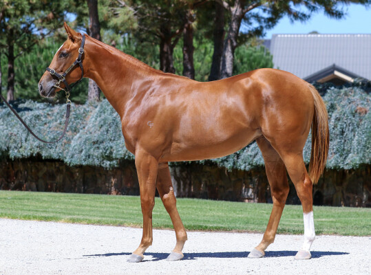 Lot 644: Doubtland / Fore