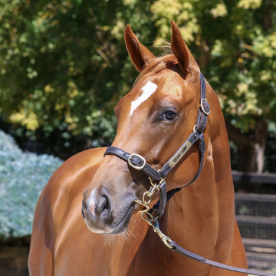 Lot 644: Doubtland / Fore