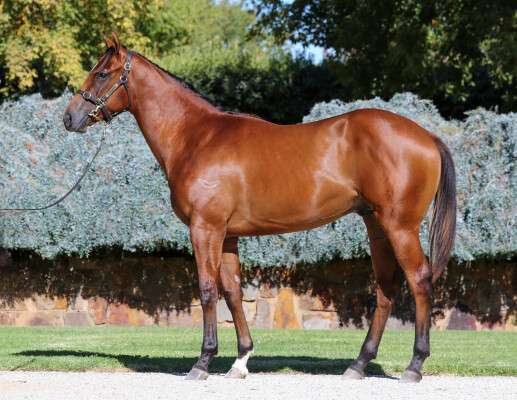 Lot 794: Graff / Veronica