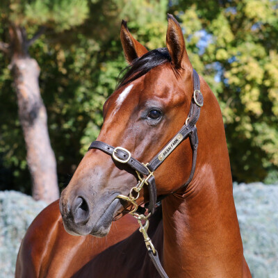 Lot 794: Graff / Veronica