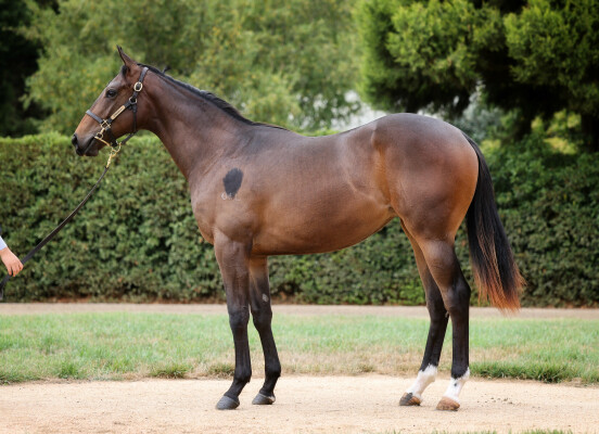 Lot 190: Hanseatic / Gonski Girl