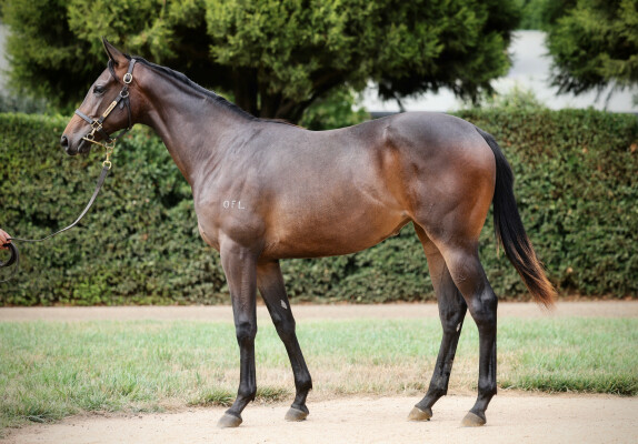 Lot 795: Kermadec (NZ) / Vittoria Colonna