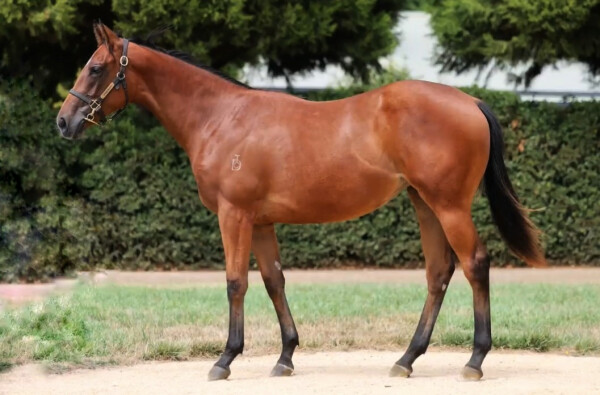Lot 127: Nicconi / Dazzling Damsel