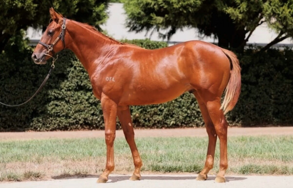 Lot 690: Earthlight (IRE) / Mink