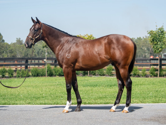 Lot 1: Pinatubo (IRE) / Yamazaki