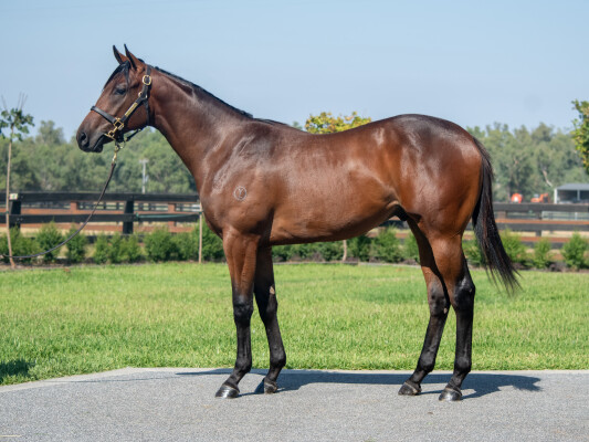 Lot 4: Grunt (NZ) / Yulong Mercury