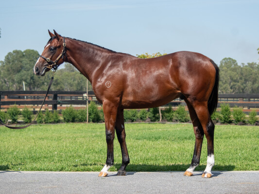 Lot 25: Written Tycoon / Altea (FR)